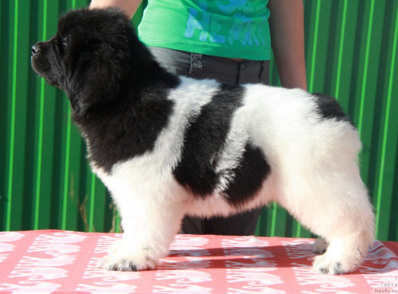 Фото: ньюфаундленд Akvian Song Sil'ver Stoun (Аквиан Сонг Сильвер Стоун)