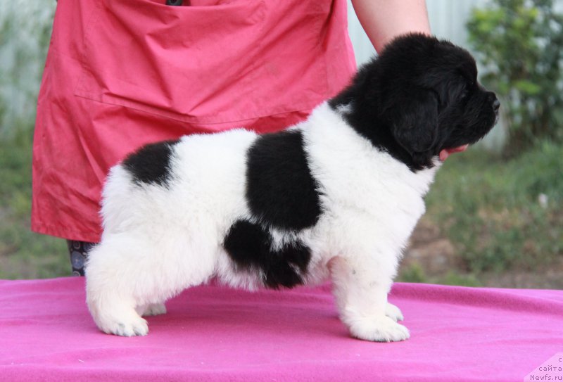 Фото: ньюфаундленд Akvian Song Sil'ver Stoun (Аквиан Сонг Сильвер Стоун)