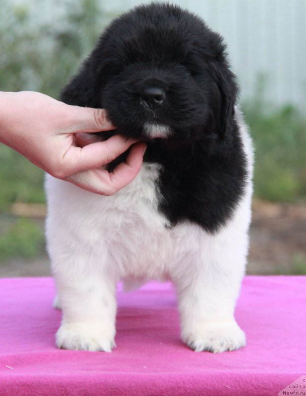 Фото: ньюфаундленд Akvian Song Sil'ver Stoun (Аквиан Сонг Сильвер Стоун)