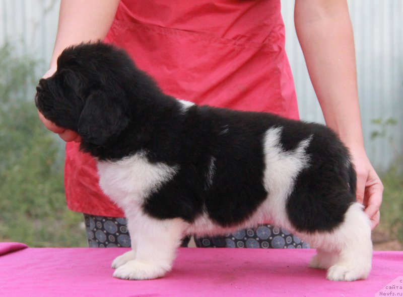 Фото: ньюфаундленд Akvian Song Sonik Bum (Аквиан Сонг Соник Бум)