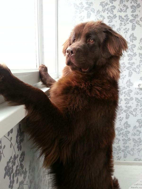 Фото: ньюфаундленд Braunblad MSK Syemmi Less (Браунблад МСК Сэмми Лесс)