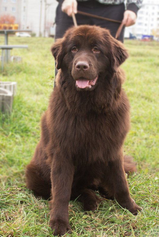 Фото: ньюфаундленд Braunblad MSK Stella Sofi (Браунблад МСК Стелла Софи)