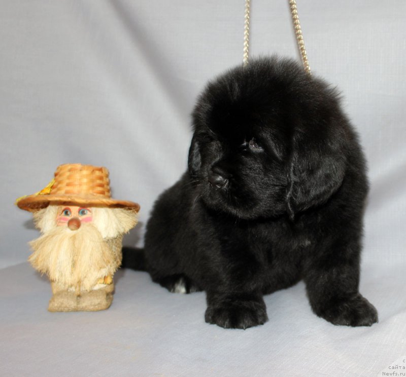 Фото: ньюфаундленд Brownblood MSK Amadey-Defender (Браунблад МСК Амадей-Дефендер)