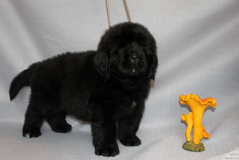 Фото: ньюфаундленд Brownblood MSK Amadey-Defender (Браунблад МСК Амадей-Дефендер)