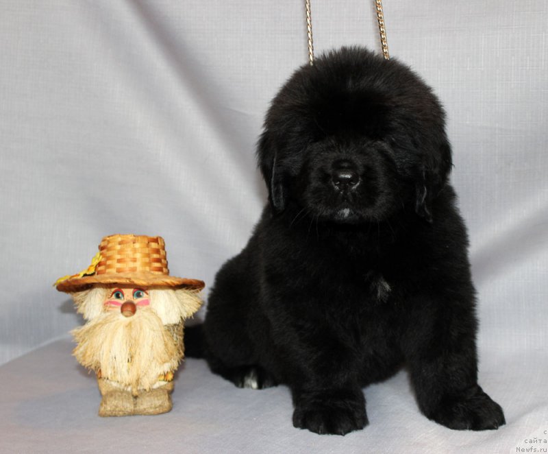 Фото: ньюфаундленд Brownblood MSK Amadey-Defender (Браунблад МСК Амадей-Дефендер)