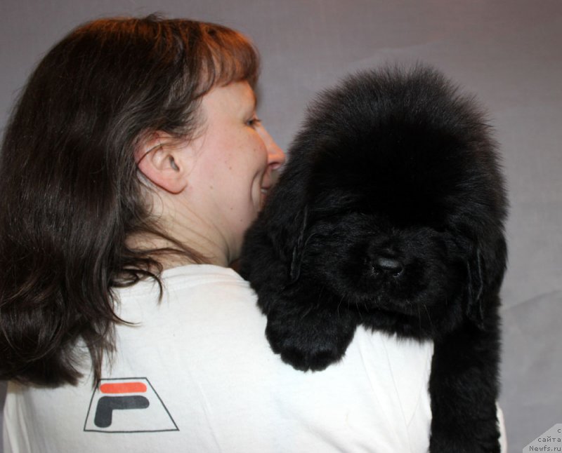 Фото: ньюфаундленд Brownblood MSK Amadey-Defender (Браунблад МСК Амадей-Дефендер)