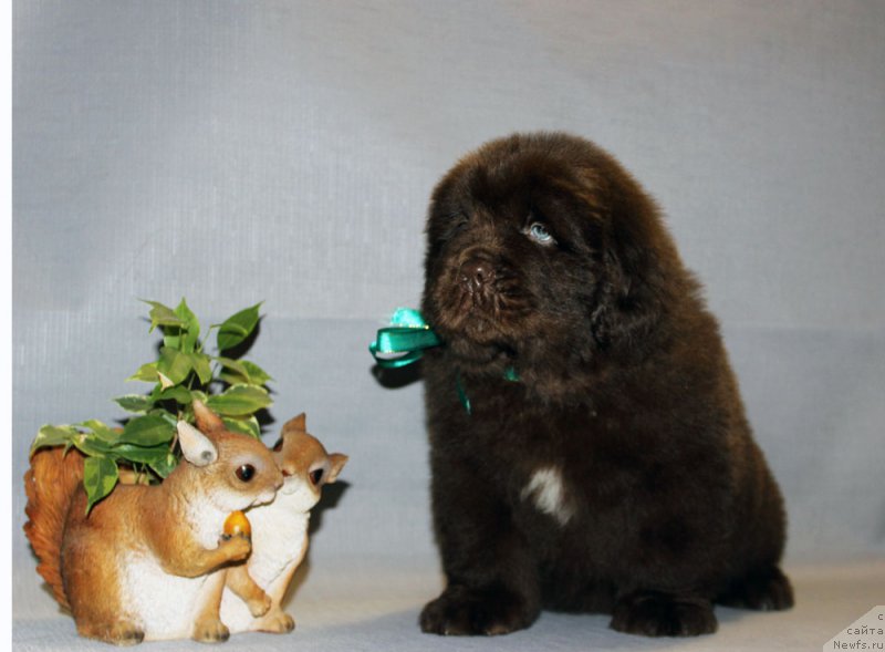 Фото: ньюфаундленд Brownblood MSK Another Love Tender Ebony (Браунблад МСК Аназер Лав Тендер Эбони)