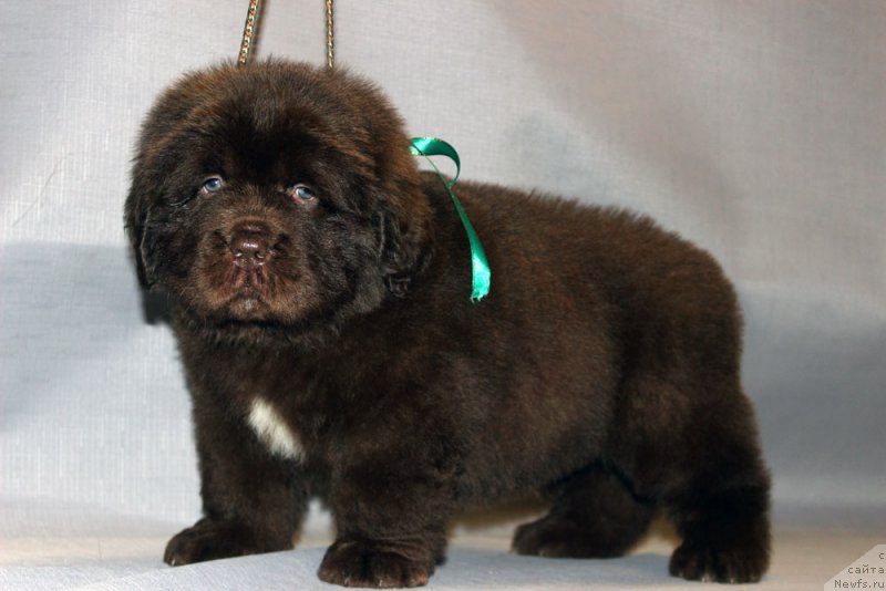 Фотография № 215315