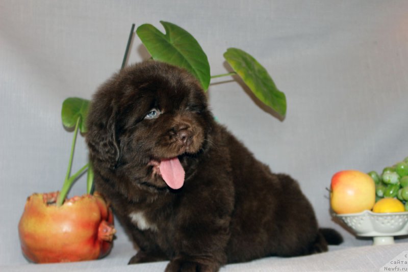 Фотография № 215316