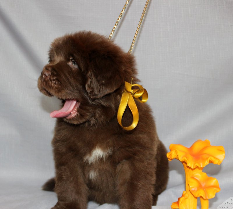 Фотография № 215318