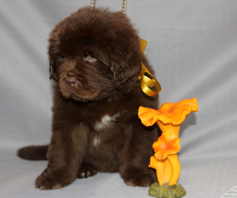 Фотография № 215319