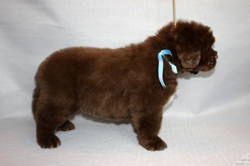 Фотография № 215322