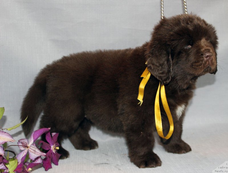 Фотография № 215333