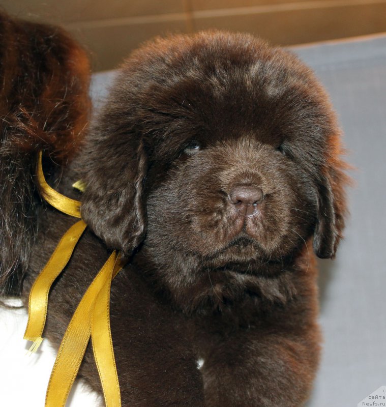 Фотография № 215336