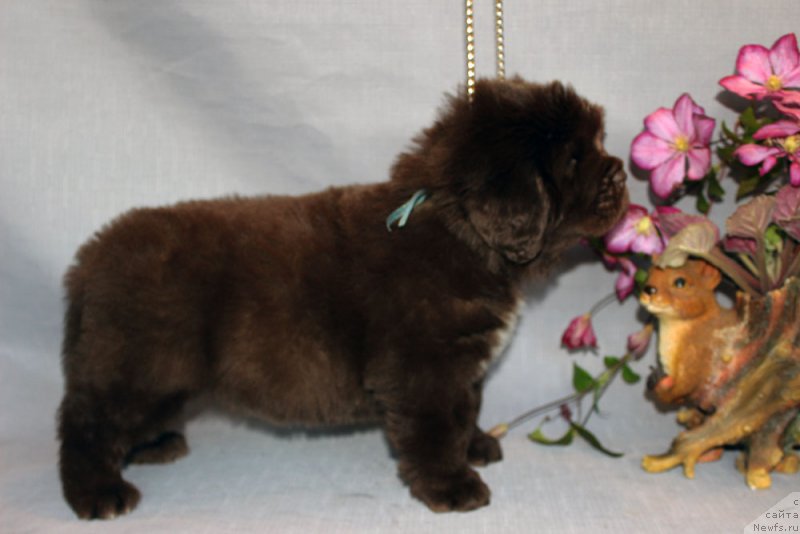 Фотография № 215337