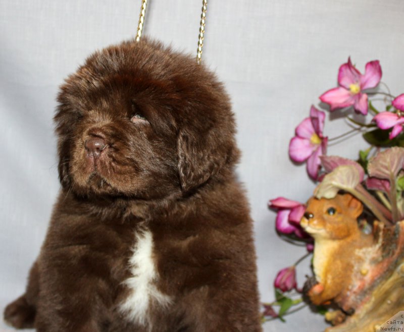 Фотография № 215339