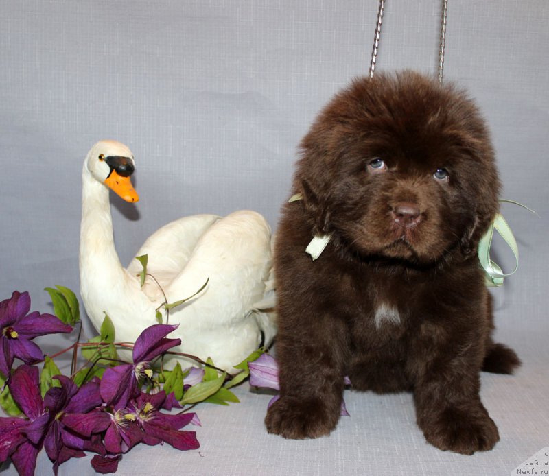 Фотография № 215344