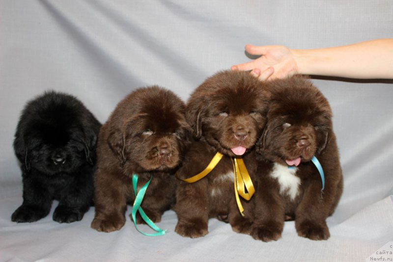 Фото: ньюфаундленд Brownblood MSK Amadey-Defender (Браунблад МСК Амадей-Дефендер), ньюфаундленд Brownblood MSK Another Love Tender Ebony (Браунблад МСК Аназер Лав Тендер Эбони), ньюфаундленд Brownblood MSK Alfa-Romeo Gold Baddy (Браунблад МСК Альфа-Ромео Голд Бадди), ньюфаундленд Brownblood MSK Abrams-Strong (Браунблад МСК Абрамс-Стронг)