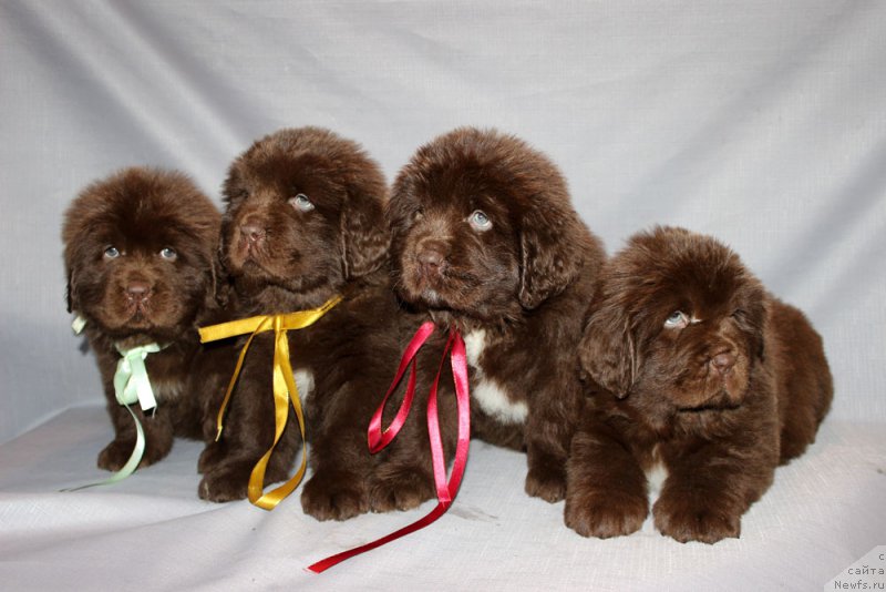 Фото: ньюфаундленд Brownblood MSK Avanti Darling Kid (Браунблад МСК Аванти Дарлинг Кид), ньюфаундленд Brownblood MSK Armata Loyar Aid (Браунблад МСК Армата Лойар Аид), ньюфаундленд Brownblood MSK Audi Red Less (Браунблад МСК Ауди Рэд Лэсс), ньюфаундленд Brownblood MSK Alpina Guardian Soul (Браунблад МСК Альпина Гуардиан Соул)