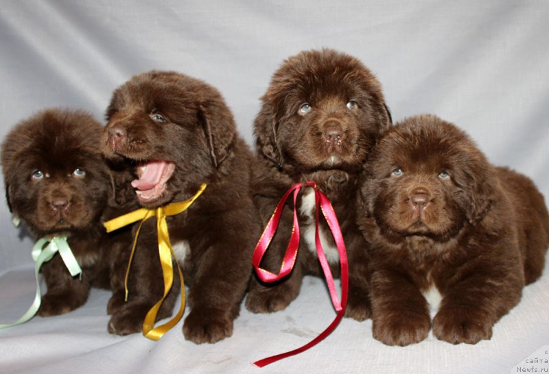 Фото: ньюфаундленд Brownblood MSK Avanti Darling Kid (Браунблад МСК Аванти Дарлинг Кид), ньюфаундленд Brownblood MSK Armata Loyar Aid (Браунблад МСК Армата Лойар Аид), ньюфаундленд Brownblood MSK Audi Red Less (Браунблад МСК Ауди Рэд Лэсс), ньюфаундленд Brownblood MSK Alpina Guardian Soul (Браунблад МСК Альпина Гуардиан Соул)