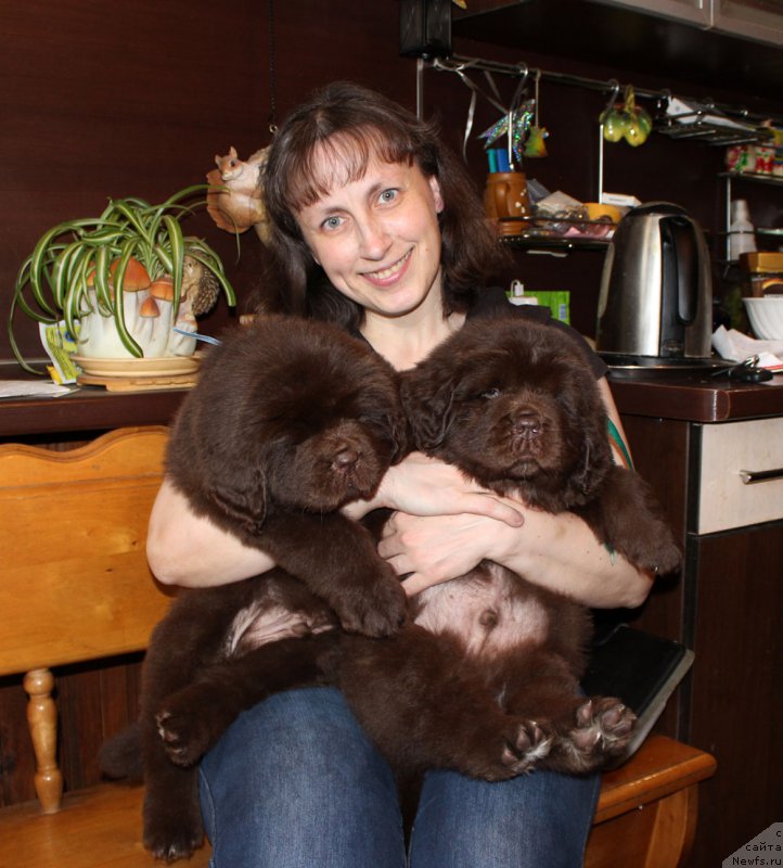 Фото: ньюфаундленд Brownblood MSK Abrams-Strong (Браунблад МСК Абрамс-Стронг), Tat'yana Grebenyuk (Татьяна Гребенюк), ньюфаундленд Brownblood MSK Another Love Tender Ebony (Браунблад МСК Аназер Лав Тендер Эбони)