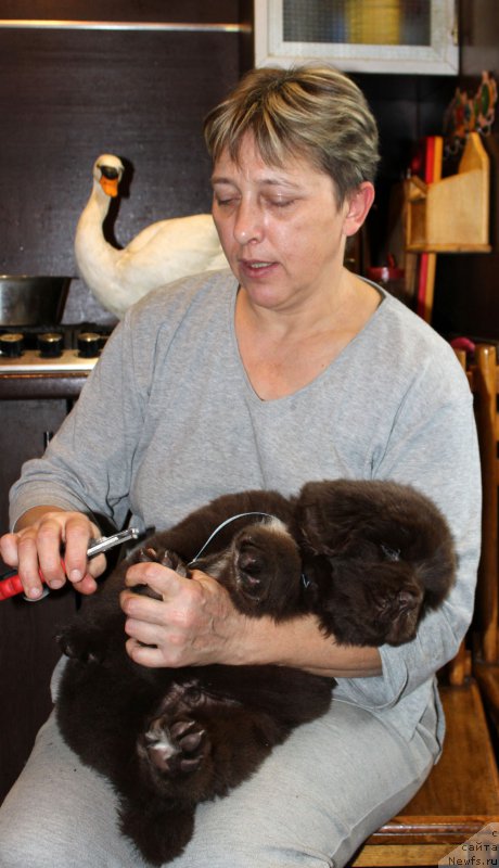 Фото: ньюфаундленд Brownblood MSK Avanti Darling Kid (Браунблад МСК Аванти Дарлинг Кид), Ekaterina Kuznecova (Екатерина Кузнецова)