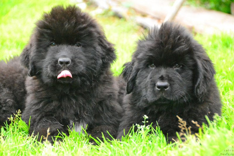 Фото: ньюфаундленд Talisman Morya Kaspian (Талисман Моря Каспиан), ньюфаундленд Talisman Morya Korvet (Талисман Моря Корвет)