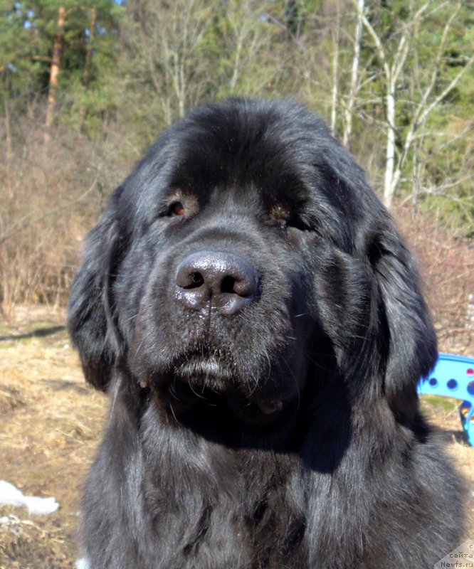 Фотография № 215363