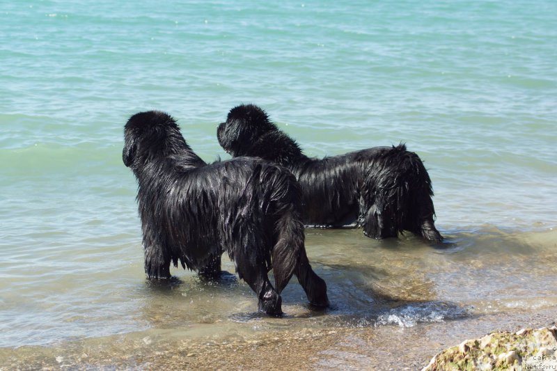 Фотография № 215366