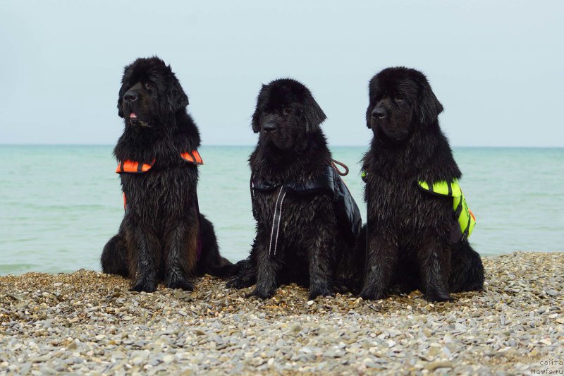 Фотография № 215367