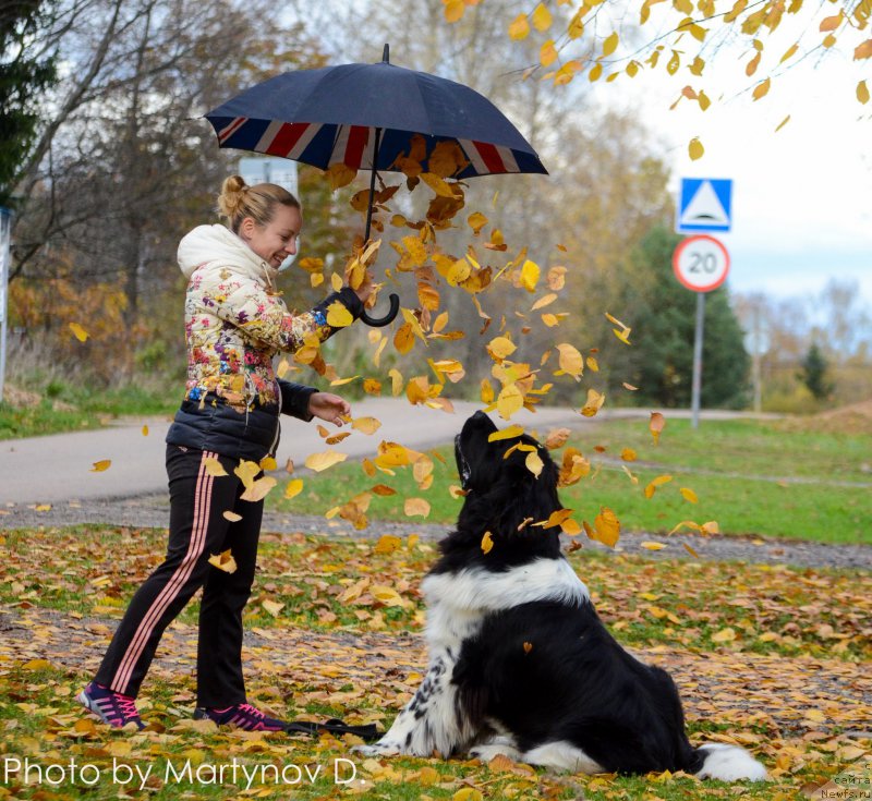 Фото: Ol'ga Martyinova (Ольга Мартынова), ньюфаундленд Angels Keeper Nibelung (Энджелс Кипер Нибелунг)