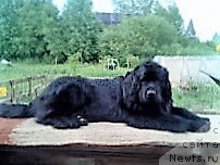 Фото: ньюфаундленд Smigar Ay Lav YU (Смигар Ай Лав Ю)