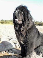 Фото: ньюфаундленд Emir Eldorado is Antagrada (Эмир Эльдорадо из Антаграда)