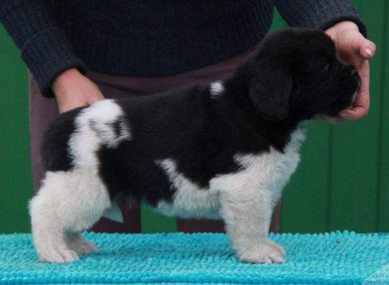 Фото: ньюфаундленд Akvian Song Sanshayn (Аквиан Сонг Саншайн)