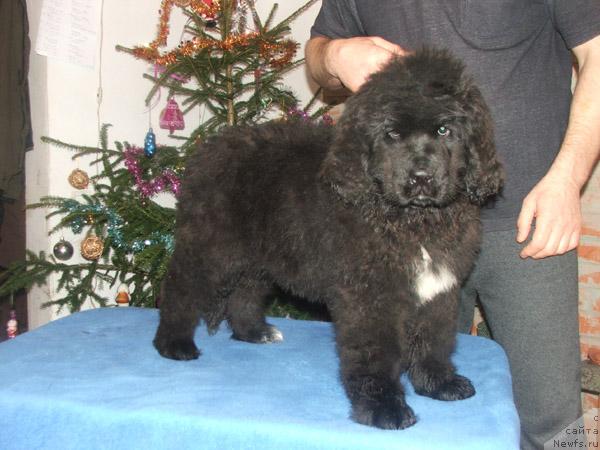 Фото: ньюфаундленд Plyushevaya Panda Osennyaya Simfoniya (Плюшевая Панда Осенняя Симфония)