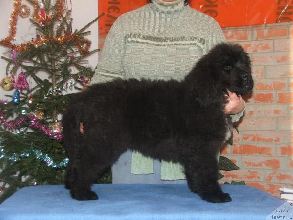 Фото: ньюфаундленд Plyushevaya Panda Osennyaya Simfoniya (Плюшевая Панда Осенняя Симфония)