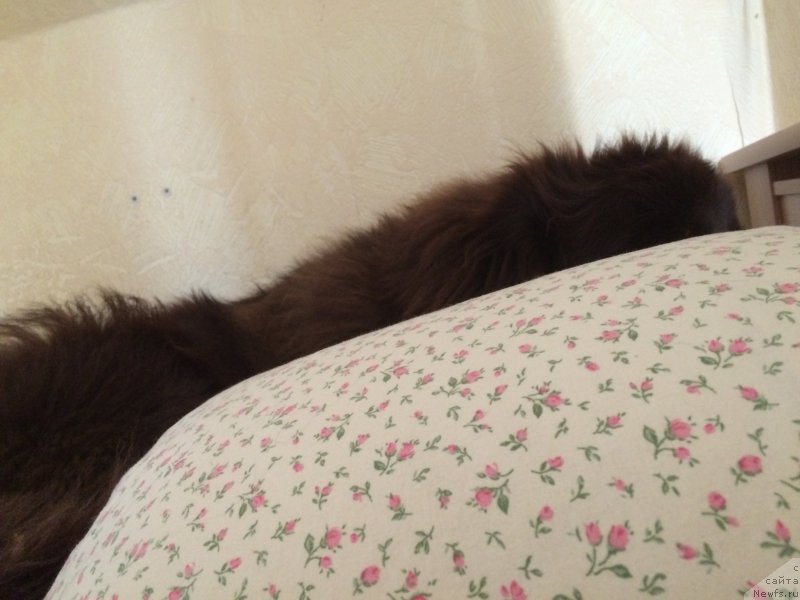 Фотография № 215455