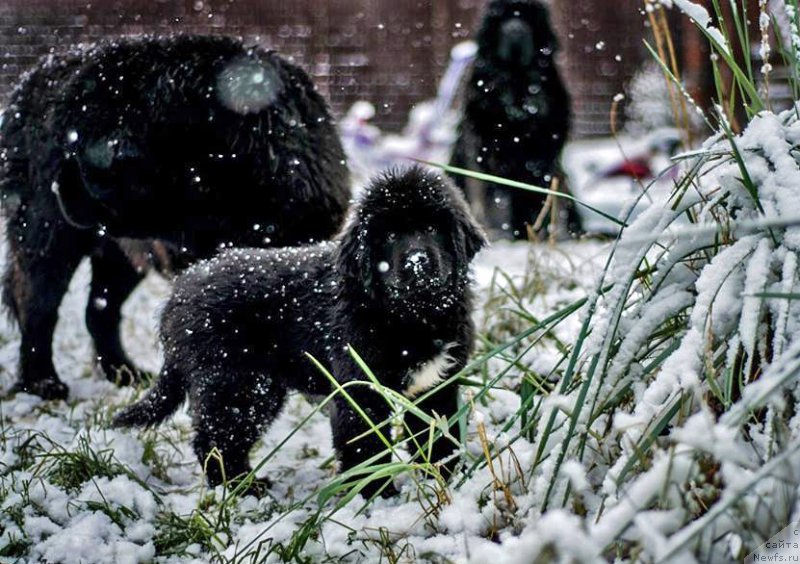 Фото: ньюфаундленд Tsaritsa Nochi iz Plemeni Kedra (Царица Ночи из Племени Кедра)