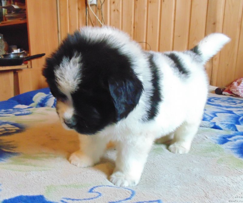 Фото: ньюфаундленд Stepnaya Pal'mira Edinstvennyiy Moy (Степная Пальмира Единственный Мой)