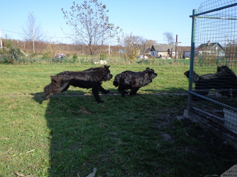 Фото: ньюфаундленд Super Premium Uolt Disneu (Супер Премиум Уолт Диснеу), ньюфаундленд Super Premium Nemessis (Супер Премиум Немессис)