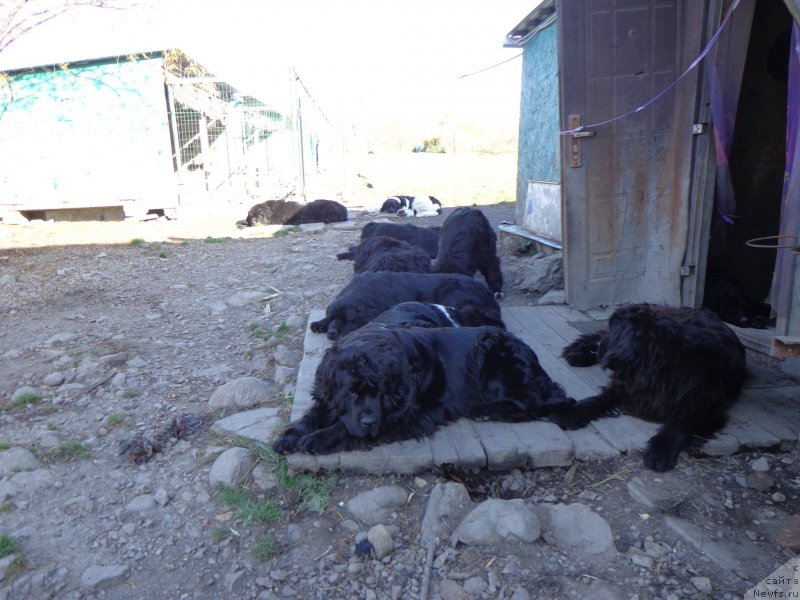 Фото: ньюфаундленд Vito Kacho Ferl (Вито Качо Ферл), ньюфаундленд Super Premium Nemessis (Супер Премиум Немессис), ньюфаундленд Super Premium Uolt Disneu (Супер Премиум Уолт Диснеу)