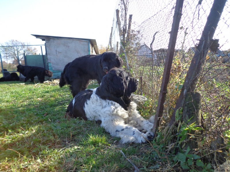 Фото: ньюфаундленд Super Premium Litoniel Vallaninor (Супер Премиум Литониэль Валланинор)