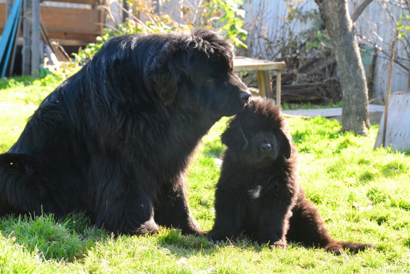 Фото: ньюфаундленд I'm Little Princess Midnight Bear, ньюфаундленд Talisman Morya Korvet (Талисман Моря Корвет)