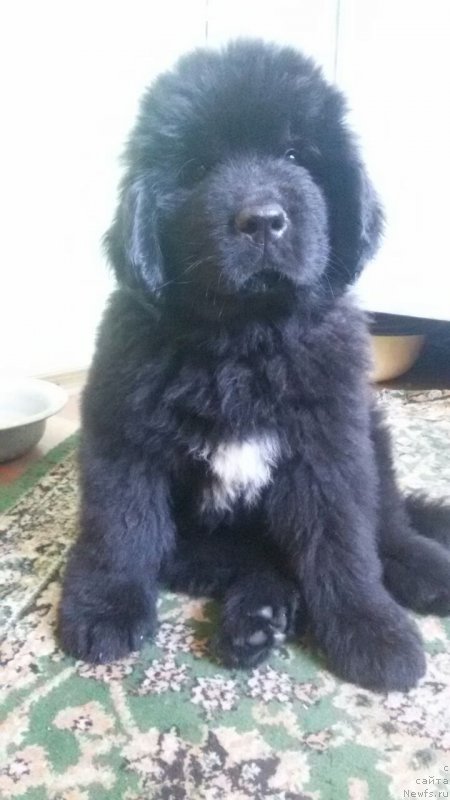 Фото: ньюфаундленд Talisman Morya Kliper (Талисман Моря Клипер)