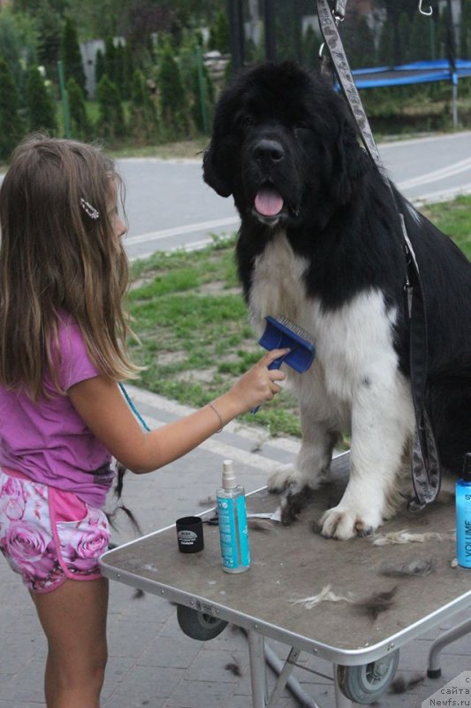 Фото: ньюфаундленд Akvian Song River of Taym (Аквиан Сонг Ривер оф Тайм)