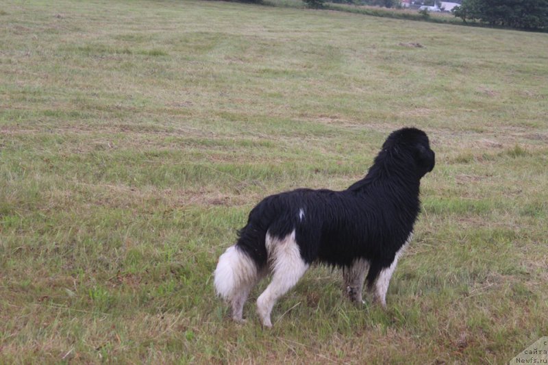 Фото: ньюфаундленд Akvian Song River of Taym (Аквиан Сонг Ривер оф Тайм)