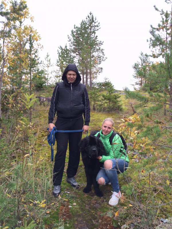 Фото: ньюфаундленд Belkonder-Club Burgundy Ice (Белкондер-Клаб Бургунди Айс)
