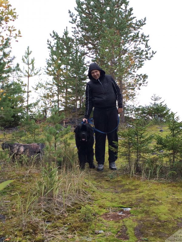 Фото: ньюфаундленд Belkonder-Club Burgundy Ice (Белкондер-Клаб Бургунди Айс)