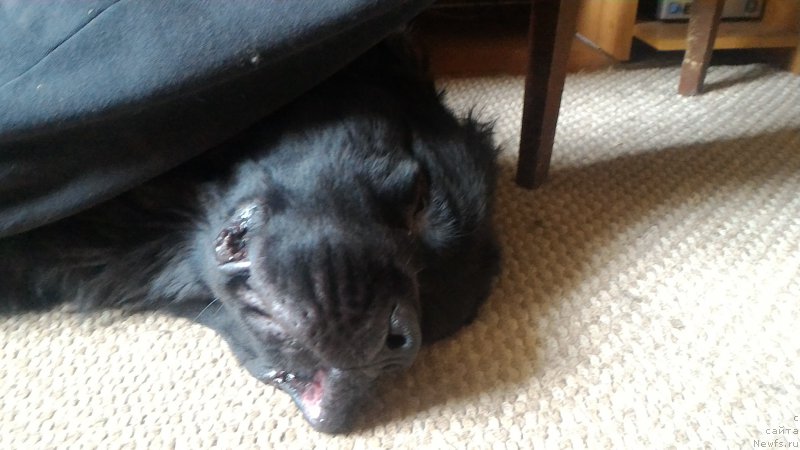 Фото: ньюфаундленд Belkonder-Club Burgundy Ice (Белкондер-Клаб Бургунди Айс)