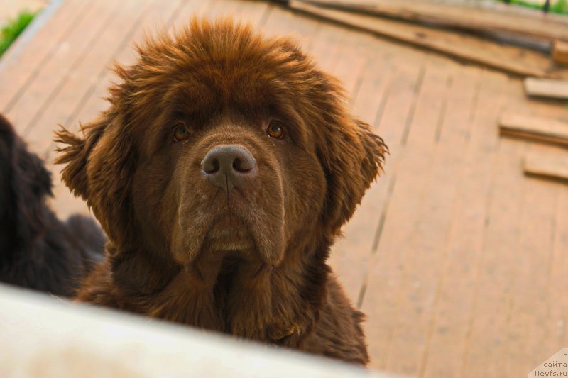 Фото: ньюфаундленд Happyness Long-Awaited s Berega Dona (Хаппинесс Лонг-Аваитед с Берега Дона)